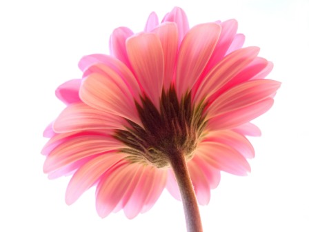 gerbera